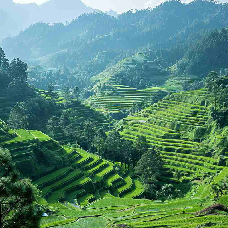 Ziro Valley